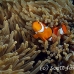 anemonefish_falseclown_nus_h_0705_png1874.jpg
